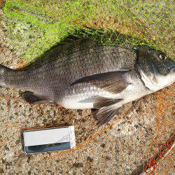 乗っ込みシーズン